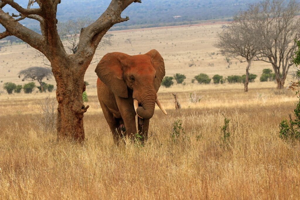 elephant-tsavo