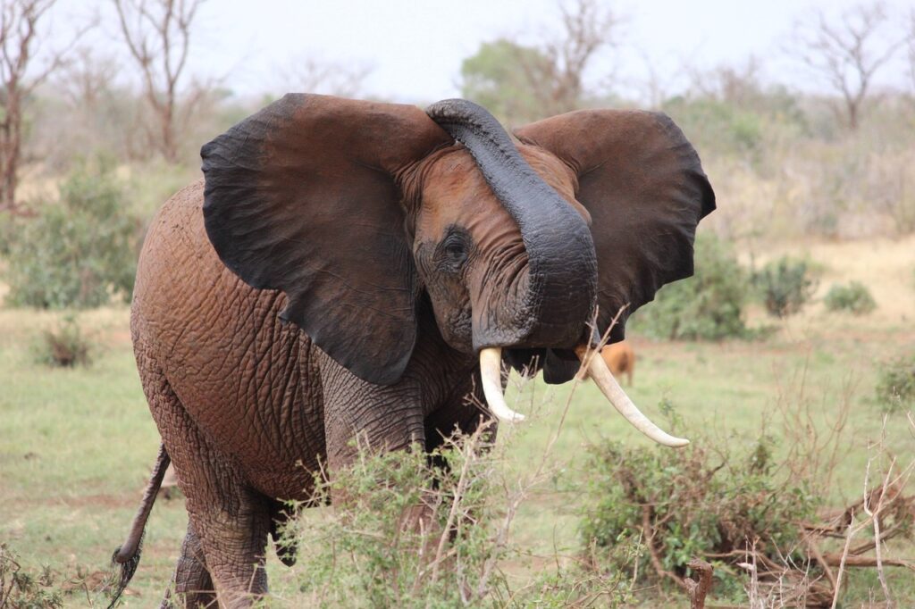 elephant-trunk