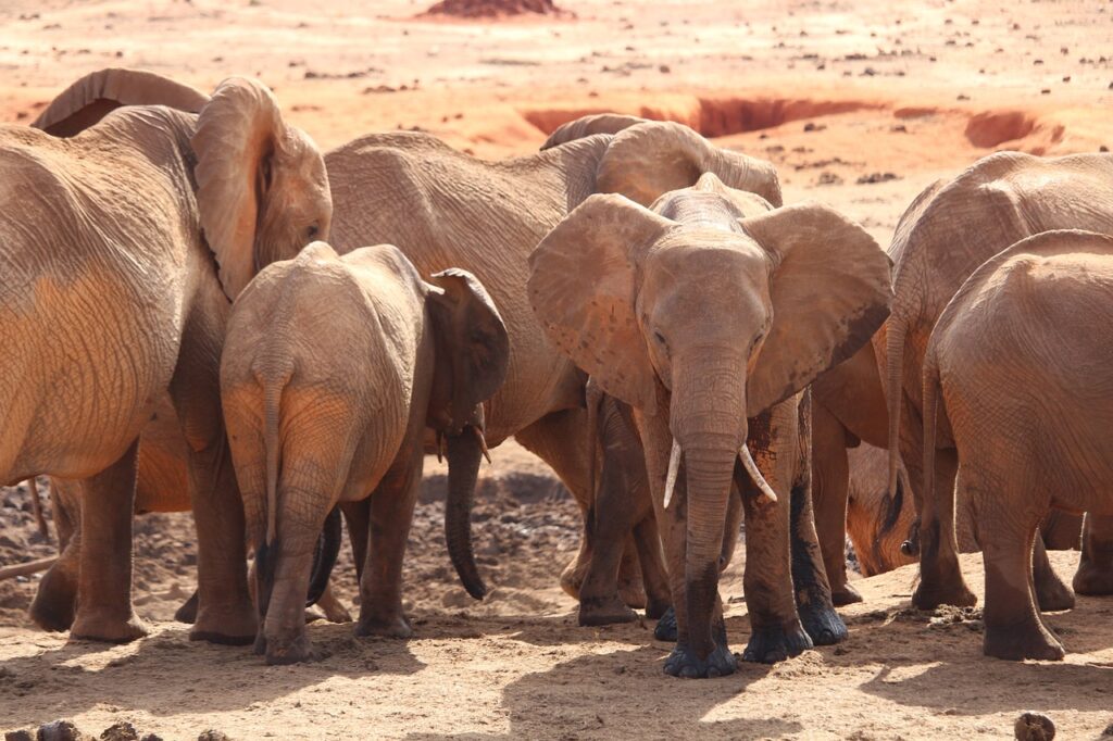 elephant-tsavo-east