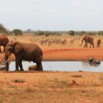 elephants-tsavo-east