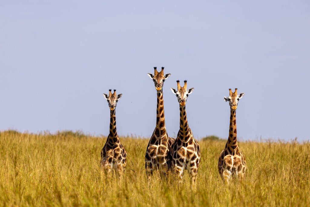 giraffes-uganda