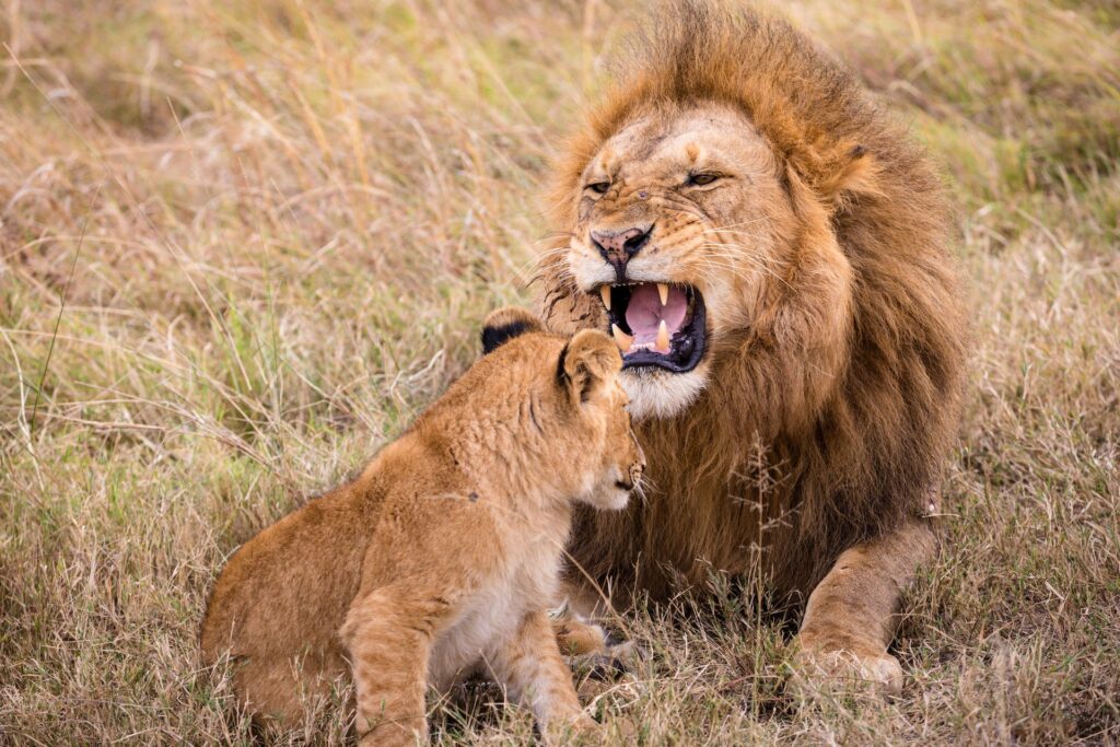 Lions Africa Safari Tours Kenya, Rwanda, Tanzania, Zimbabwe