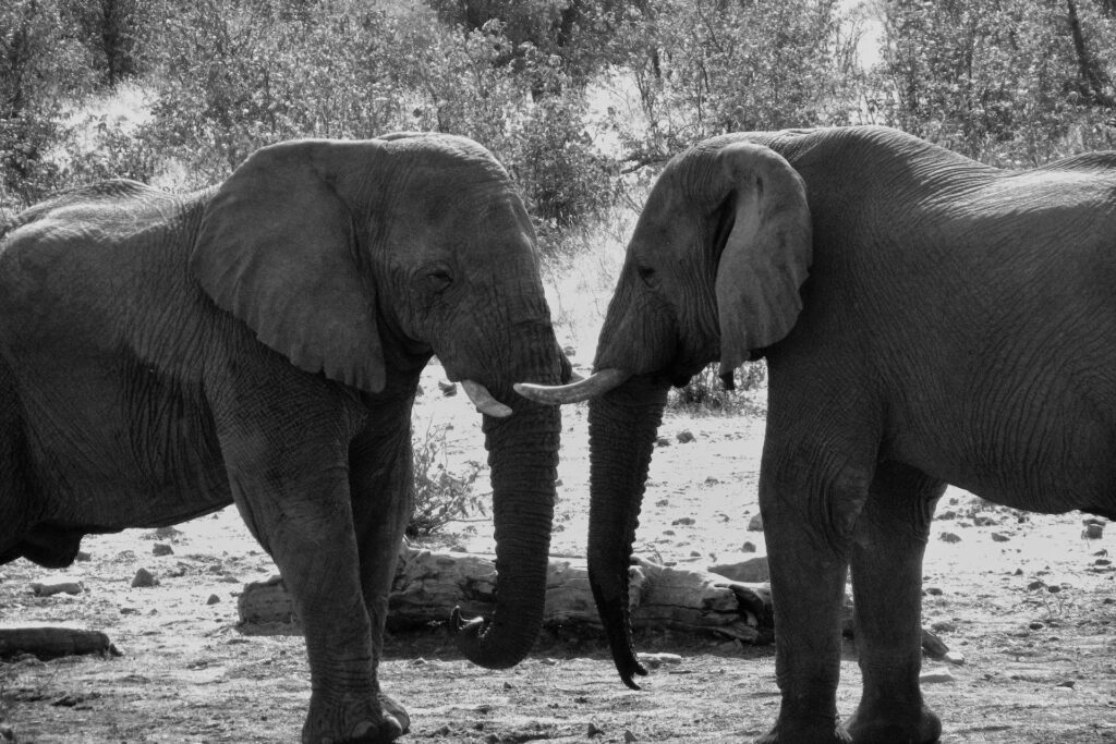 Elephant Wildlife Safaris in Kenya, Tanzania, Uganda, Rwanda, Zimbabwe