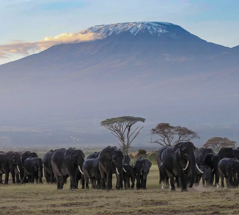 Amboseli National Park