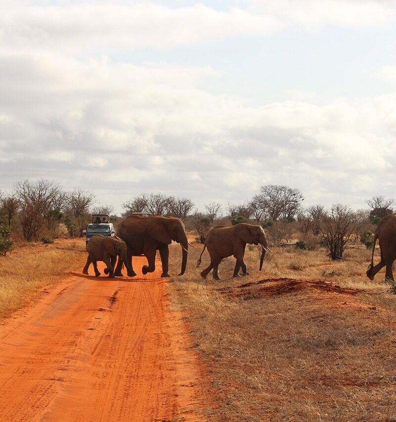 Tsavo East National Park