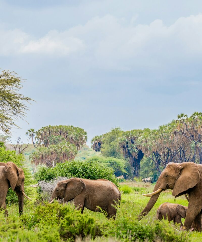 Samburu National Reserve