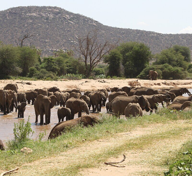 8 Days 7 Nights Nairobi | Olpejeta Conservancy | Samburu