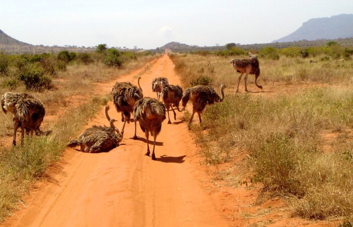 Tsavo Safari Packages: Explore Kenya’s Largest National Park