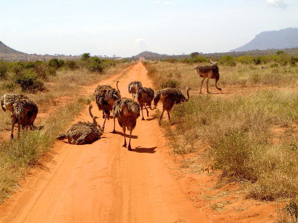 Tsavo Safari Packages: Explore Kenya’s Largest National Park