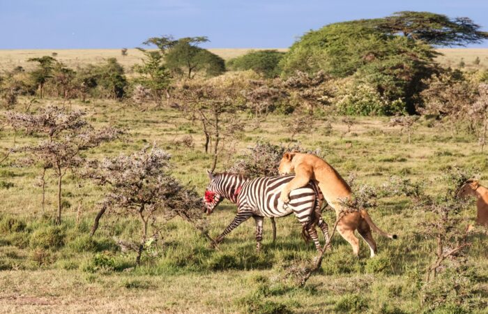 Traveling Kenya on a Budget: Tips for Affordable Adventure