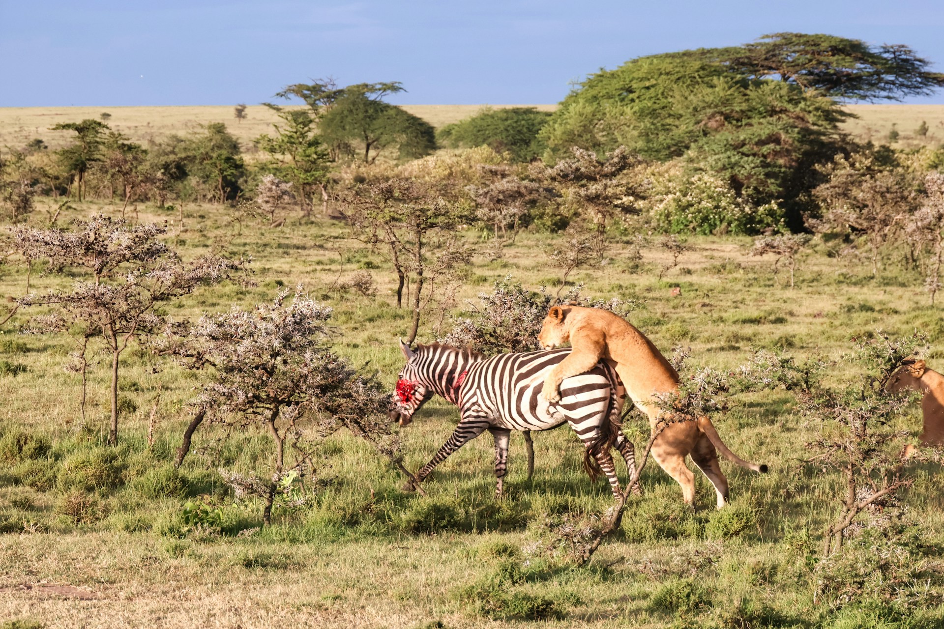 Traveling Kenya on a Budget: Tips for Affordable Adventure