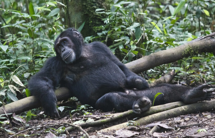 Kibale Forest Chimpanzee Trekking: A Unique Wildlife Experience