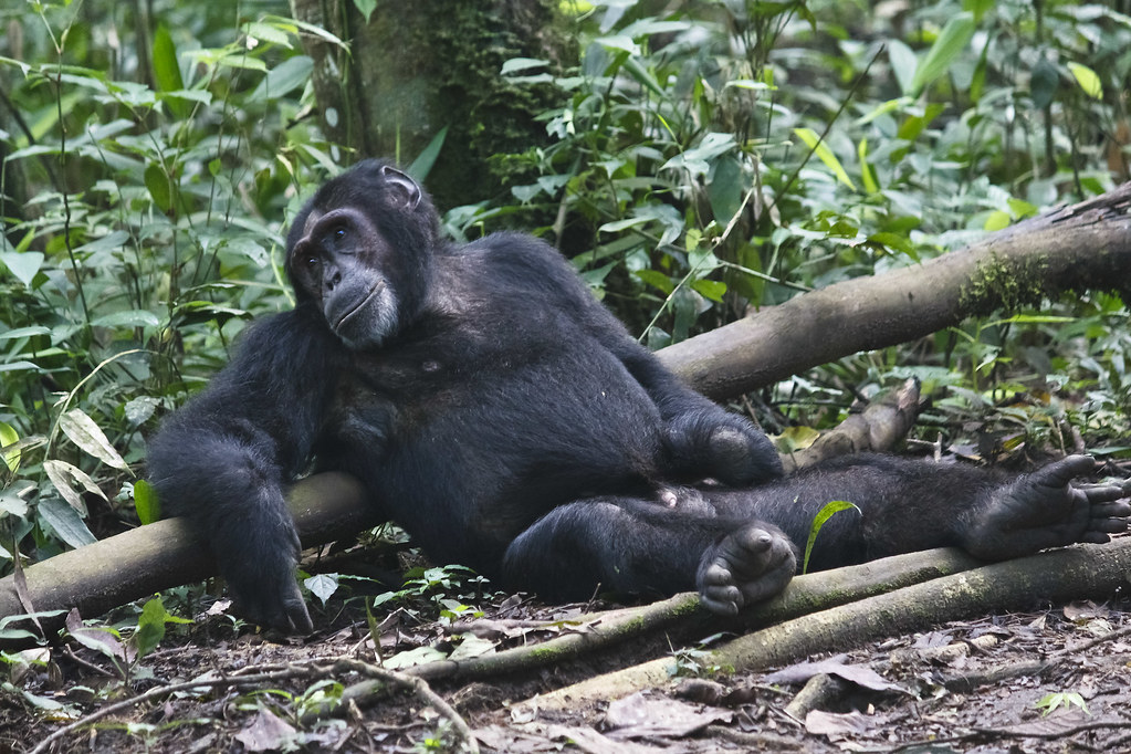 Kibale Forest Chimpanzee Trekking: A Unique Wildlife Experience