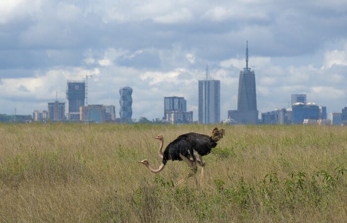 Short Safari Packages in Kenya for a Quick Wildlife Getaway