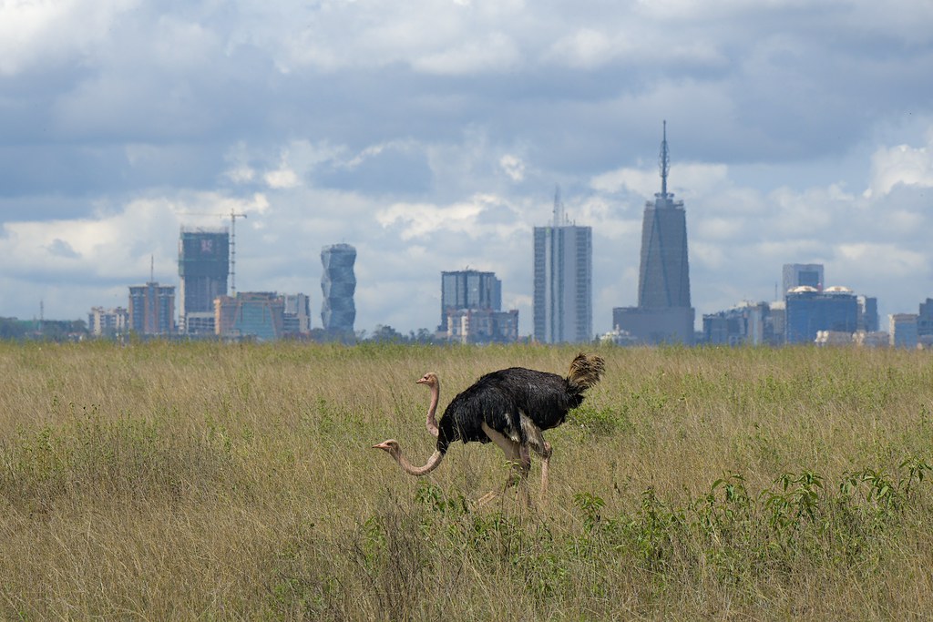 Short Safari Packages in Kenya for a Quick Wildlife Getaway