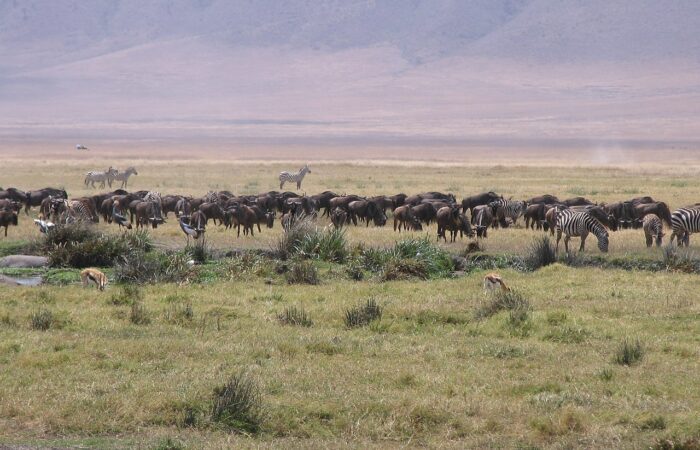 Kenya and Tanzania Safari Combination: The Ultimate Itinerary