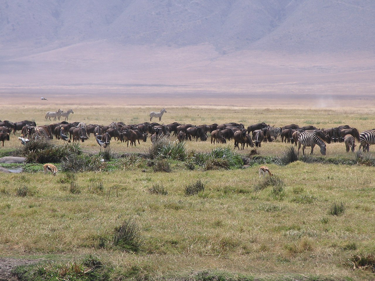 Kenya and Tanzania Safari Combination: The Ultimate Itinerary