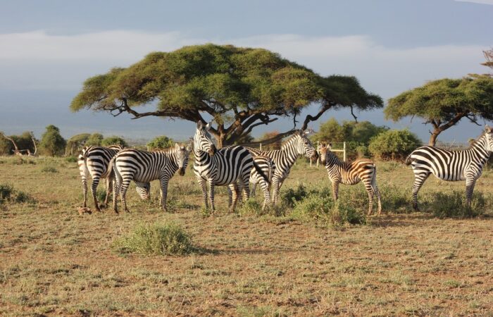 Affordable Budget Safaris in East Africa: What You Need to Know