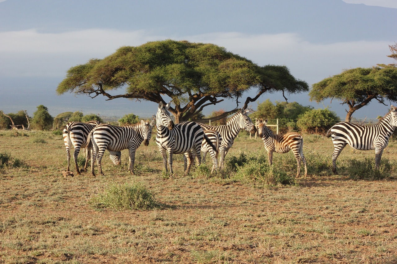 Affordable Budget Safaris in East Africa: What You Need to Know