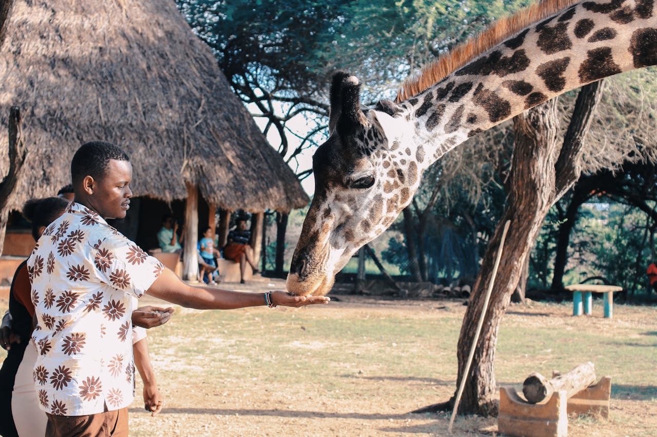 Kenya Safari on a Budget : How to Experience the Magic