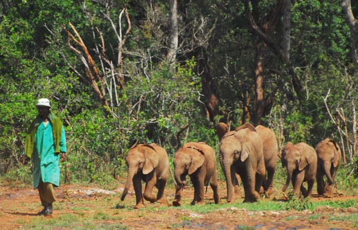 Nairobi National Park