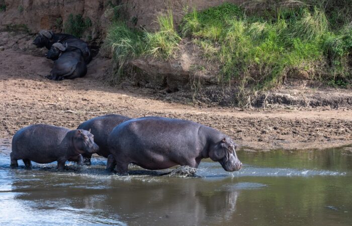 Top 5 East African Countries for Safari Lovers