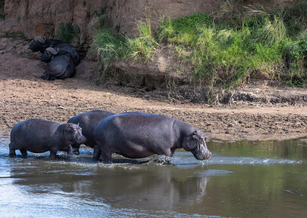 Top 5 East African Countries for Safari Lovers