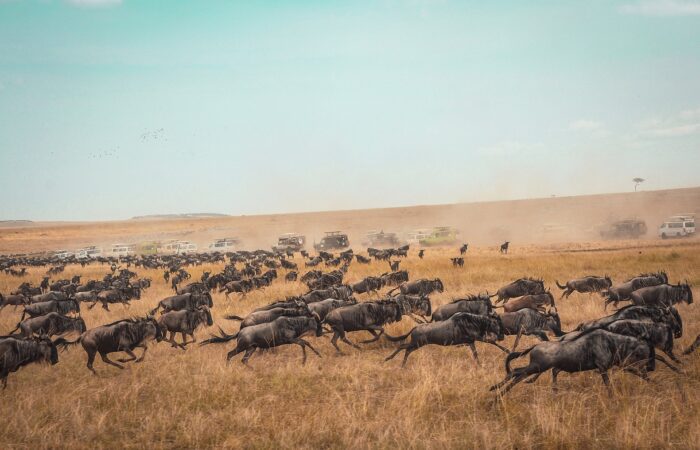 Top 10 Safari Destinations in Kenya You Must Visit in 2025