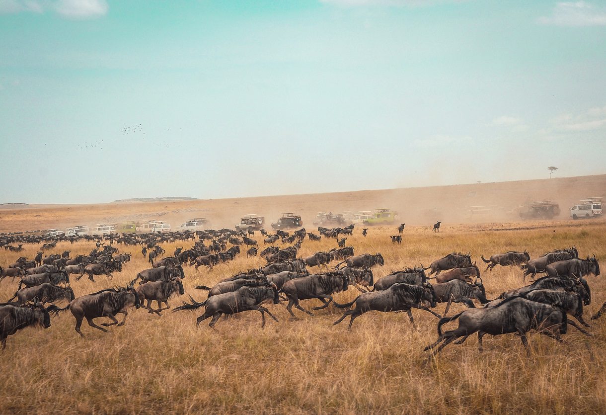 Top 10 Safari Destinations in Kenya You Must Visit in 2025