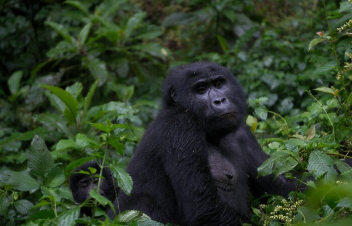 Gorilla Trekking in Uganda or Rwanda: What’s the Difference?