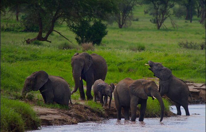 Safari Tours in Tanzania