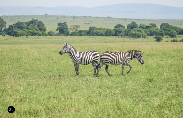 Kenya Luxury Safari Packages