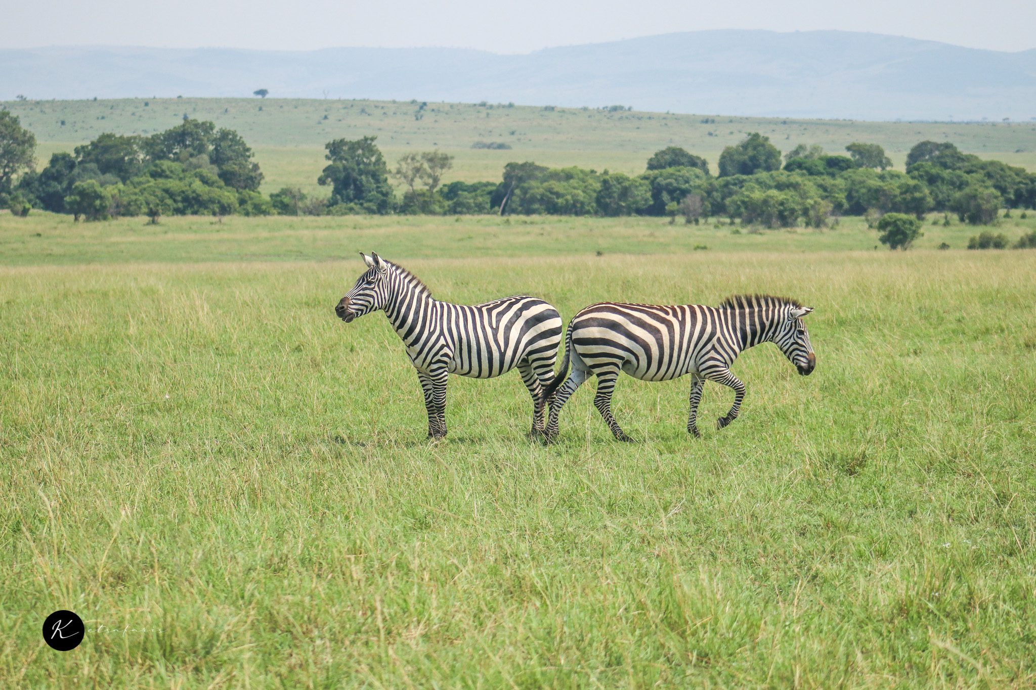 Kenya Luxury Safari Packages Kenya Luxury Safari Packages