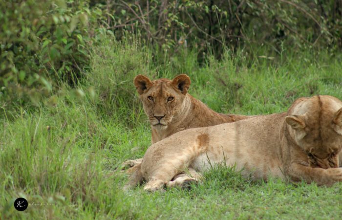 Kenya safari packages