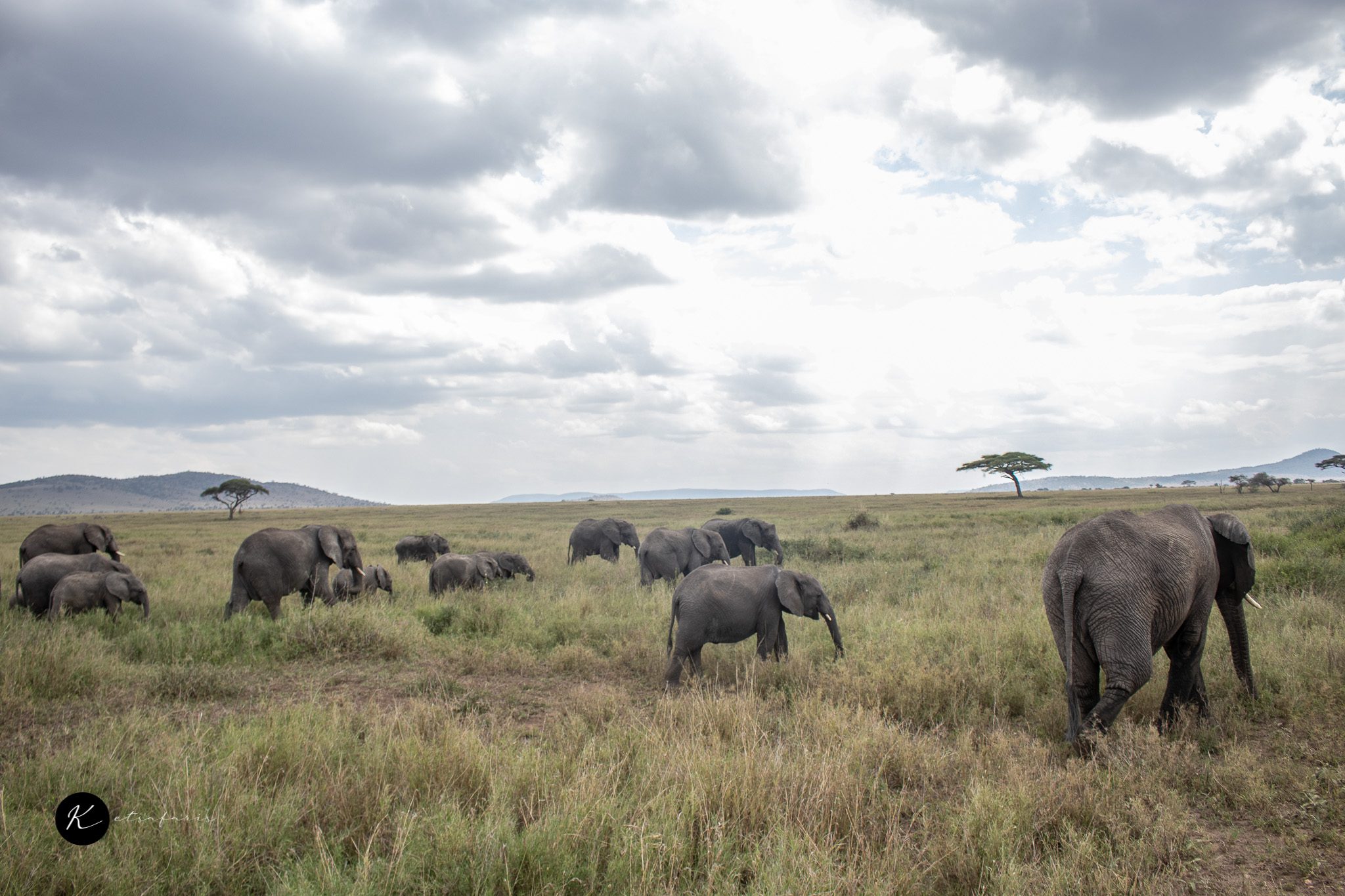 Kenya Safari Tours Kenya Safari Tours