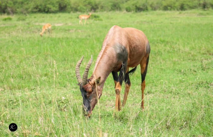 tour companies in kenya