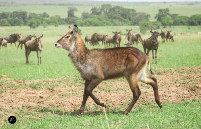 Serengeti vs. Masai Mara