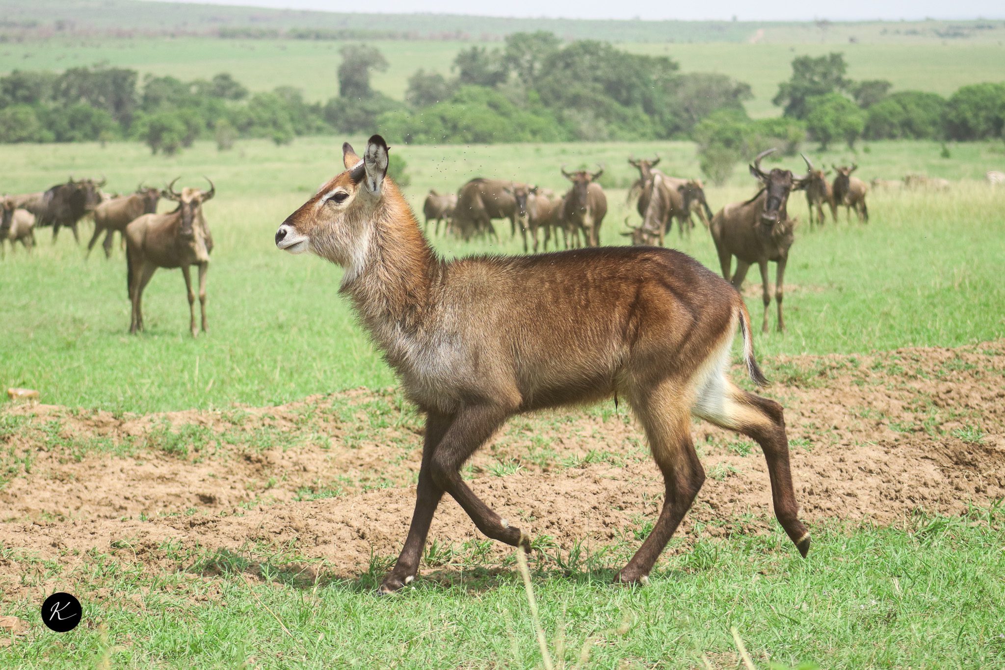 Serengeti vs. Masai Mara